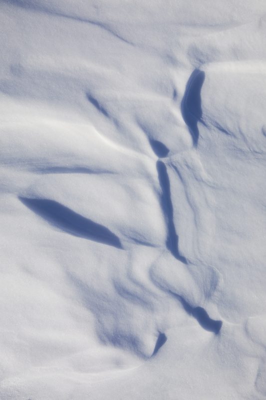 Danse ailée sur la neige
