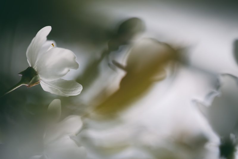 Fleur de cerisier IV