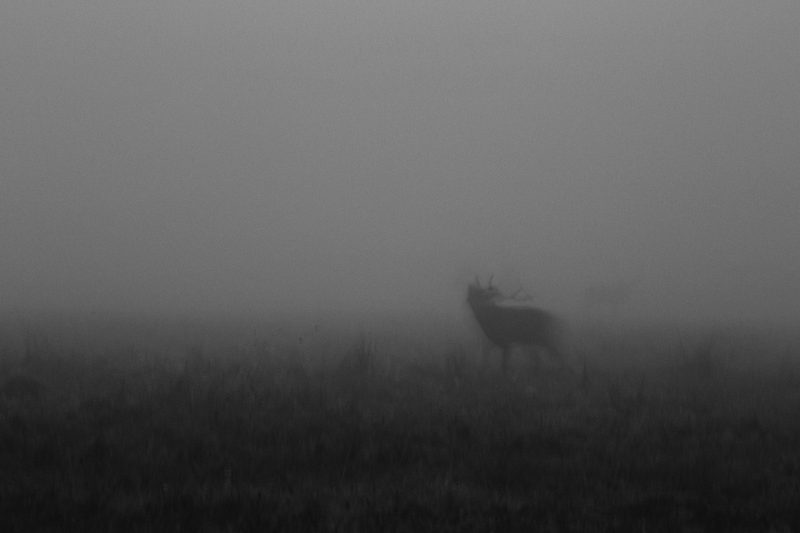 Cerf dans la brume II