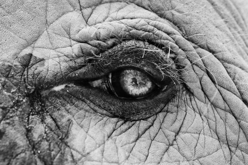 Oeil d'Eléphant