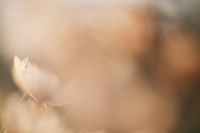 Fleur de cerisier II