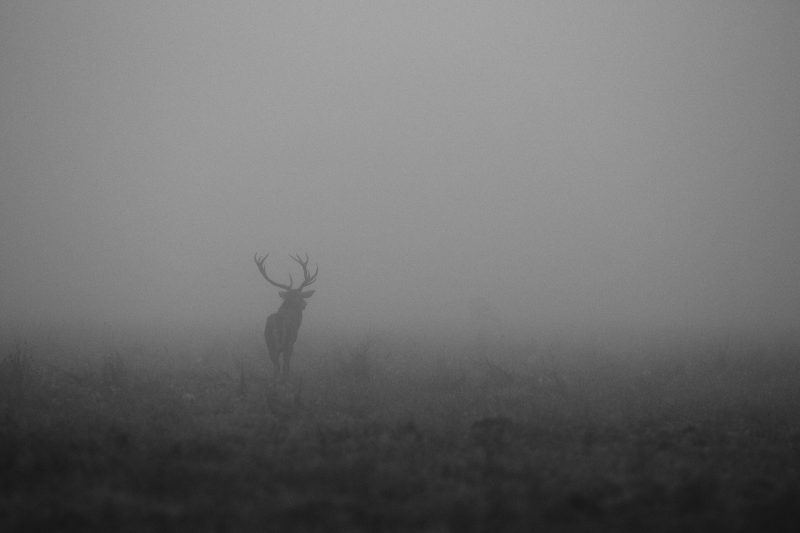 Cerf dans la brume I