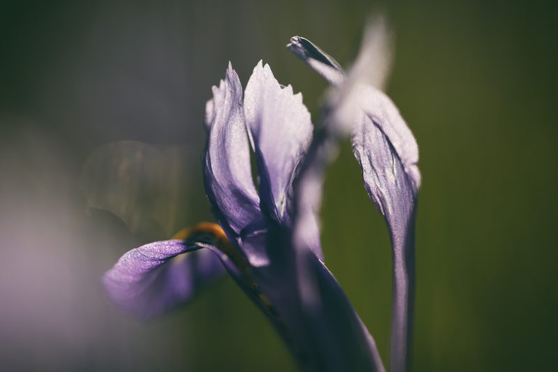 Iris reticulata