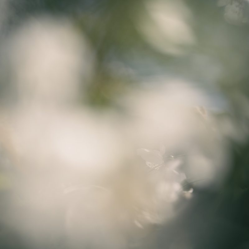 Fleur de cerisier III