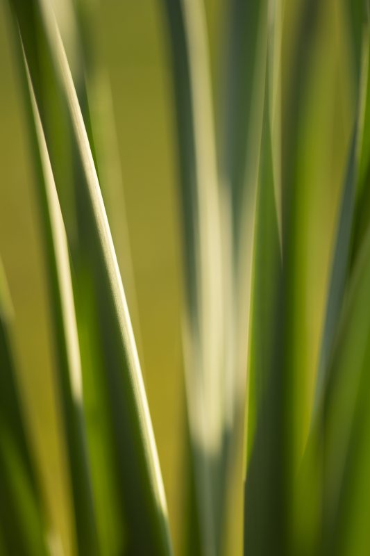 Tiges de Narcisse Trompette