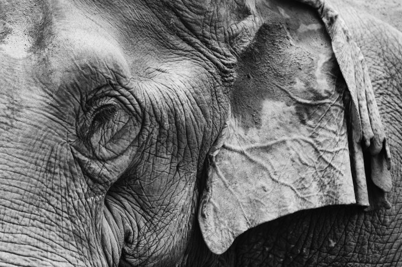 Éléphant d'Asie III